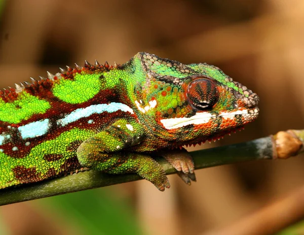 Animal Camaleón Reptil Lagarto Tropical — Foto de Stock