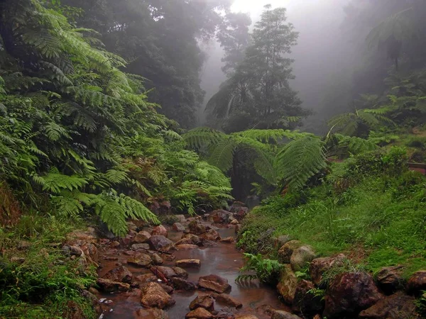 Caldeira Velha Тропічні Ліси Азорах — стокове фото