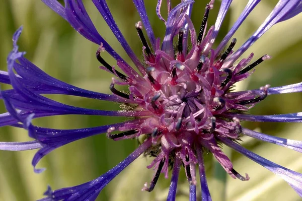 Scenic View Beautiful Blooming Cornflower — Stock Photo, Image