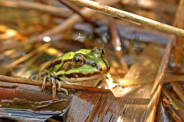 Amphibien Animal Grenouille Sauvage — Photo