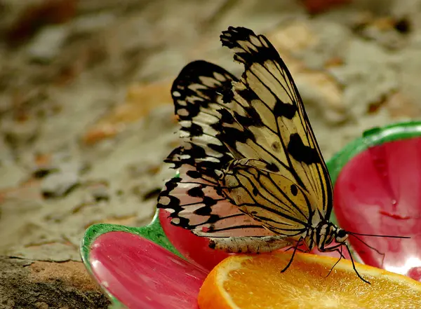 Primer Plano Error Naturaleza Salvaje — Foto de Stock