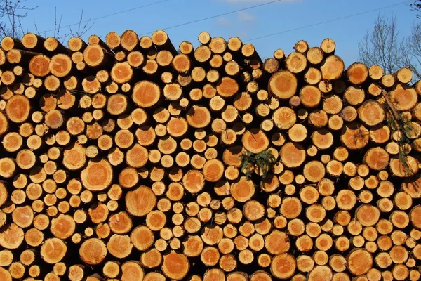 Firewood Log Tree Trunk — Stock Photo, Image