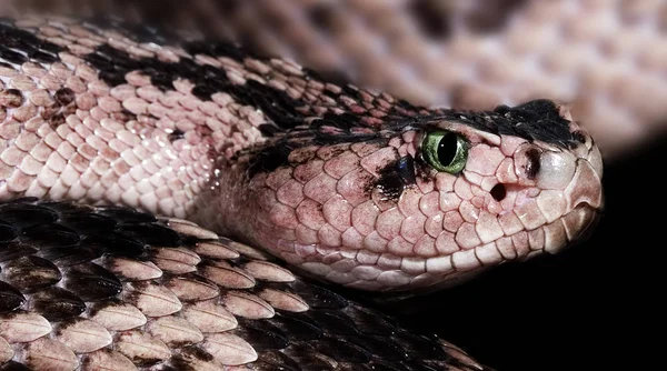 Veduta Panoramica Del Maestoso Serpente Pericoloso — Foto Stock