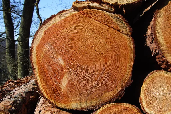 Schöne Sicht Auf Die Outdoor Szene — Stockfoto