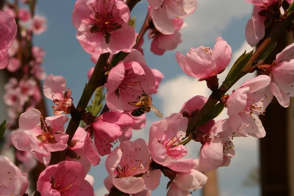 Цветы Персика Дереве — стоковое фото