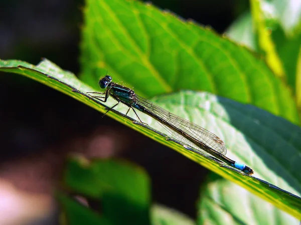 Close Macro View Van Libelle Insect — Stockfoto