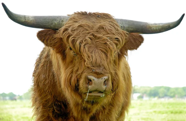 Scottish Highland Cattle Hewan Liar — Stok Foto