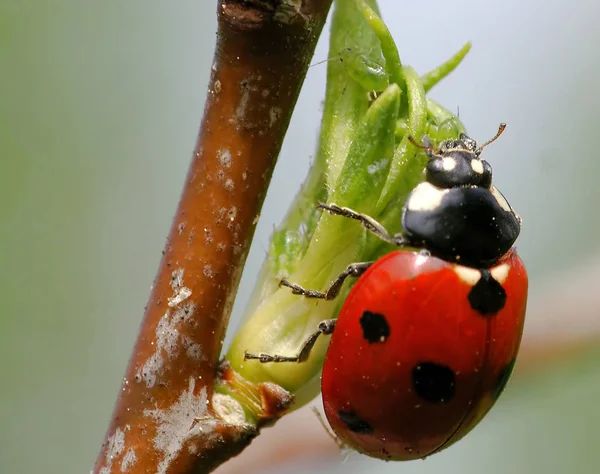 野生の自然界での虫の接近 — ストック写真