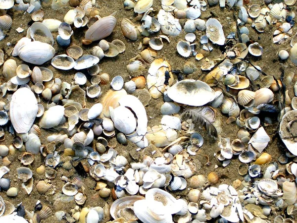 Kumsalda Deniz Kabukları — Stok fotoğraf