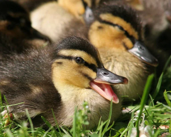 Vue Panoramique Sur Les Jeunes Animaux — Photo