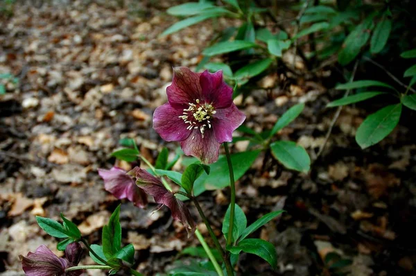 Bauschöne Botanische Aufnahme Natürliche Tapete — Stockfoto