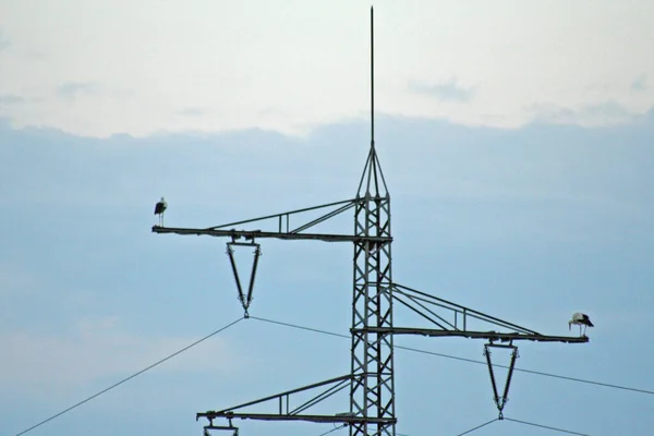 Wenn Man Genau Hinsieht Erkennt Man Das Nest Rechts Vom — Stockfoto