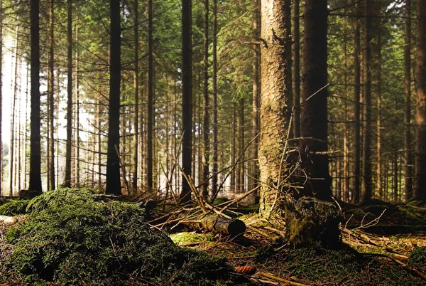 Szenische Ansicht Der Flora Wilden Wäldern — Stockfoto