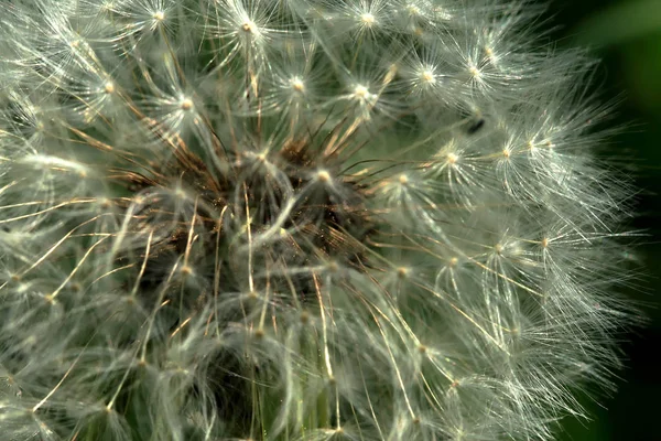 Närbild Bild Naturliga Maskros Blomma — Stockfoto