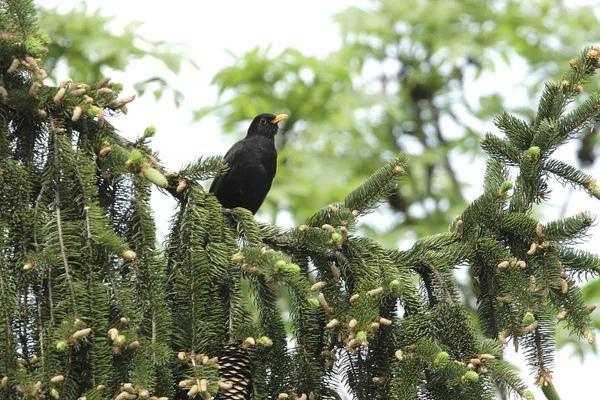 ブラックバード ソングバード鳥類や鳥類や動物 — ストック写真