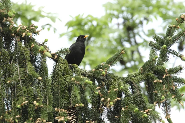 Mirlo Pájaro Cantor Ornitología Fauna —  Fotos de Stock