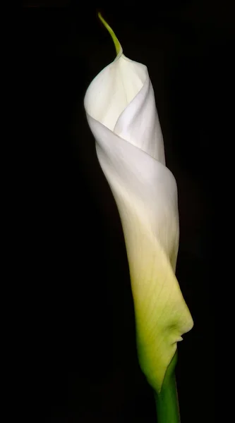 Blanc Fleur Lys Calla Sur Fond Noir — Photo