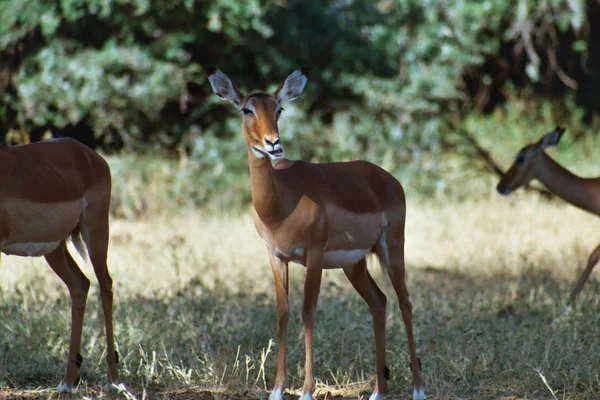 Antilopa Součást Stáda Národním Parku Samburu Keňa — Stock fotografie