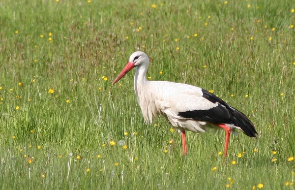 Malerischer Vogelschuss Der Outdoor Szene — Stockfoto