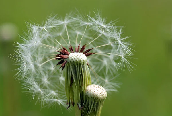 Widok Bliska Naturalny Kwiat Mniszka Lekarskiego — Zdjęcie stockowe