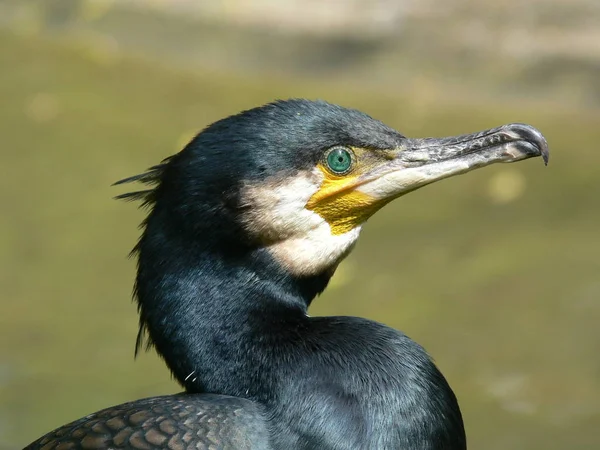 Bara Verkligen Fungerar Fantastisk Utsikt — Stockfoto