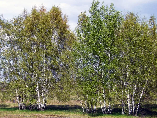 Прекрасний Вид Природу — стокове фото