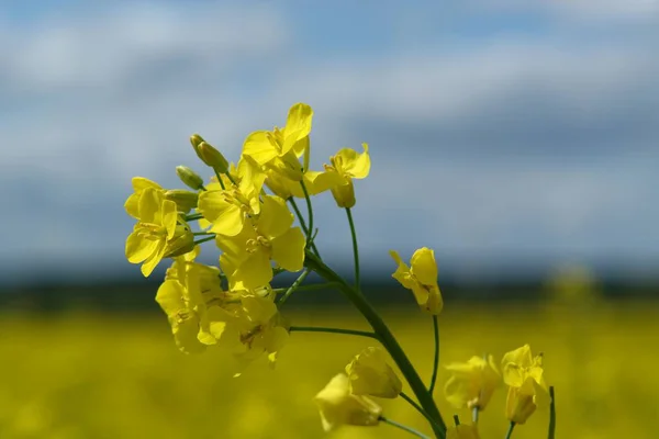 Tarımsal Tecavüz Alanı Sarı Bitkiler — Stok fotoğraf