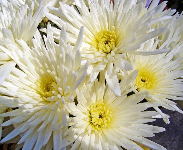 Beautiful Flowers Floral Concept Background — Stock Photo, Image