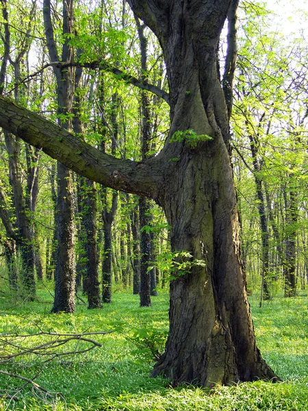 Naturskön Utsikt Över Floran Vildskog — Stockfoto