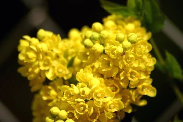 Vackra Blommor Blommigt Koncept Bakgrund — Stockfoto