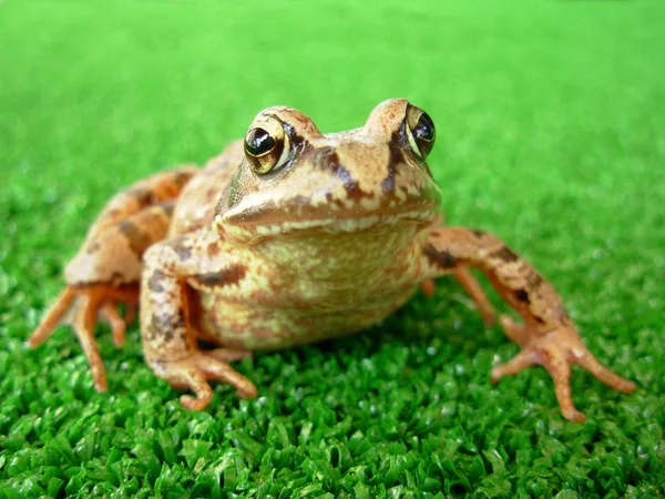 Amphibian Animal Wild Frog — Stock Photo, Image