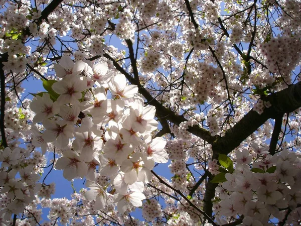 Fiori Fiori Primaverili Sull Albero Fiori Ciliegio — Foto Stock