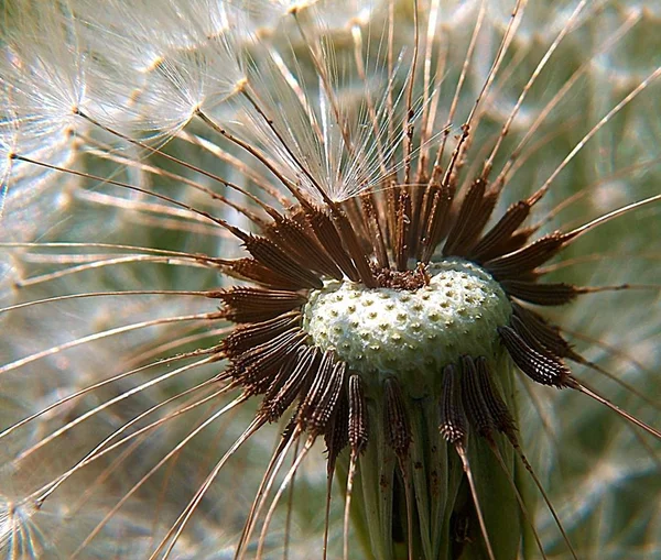 Closeup View Natural Dandelion Flower — kuvapankkivalokuva