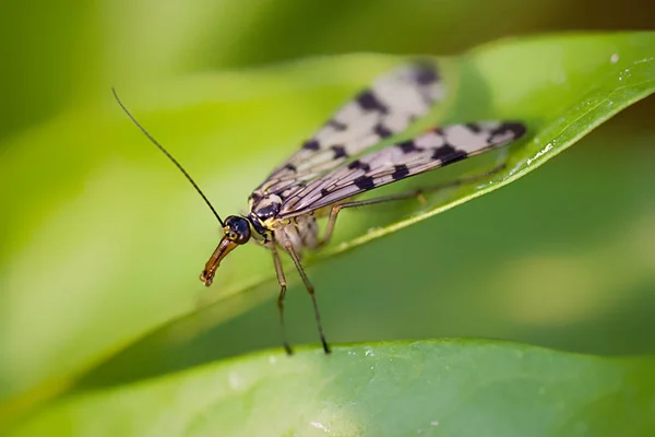 Gros Plan Bug Nature Sauvage — Photo