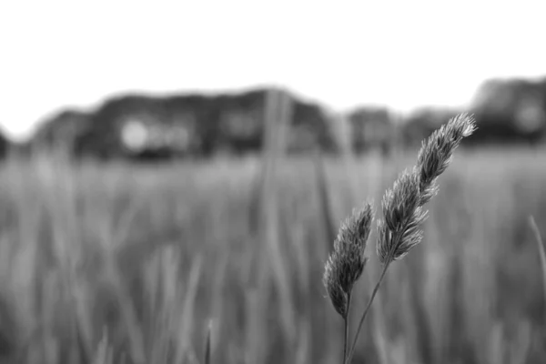 Scenic View Agriculture Countryside — Stock Photo, Image