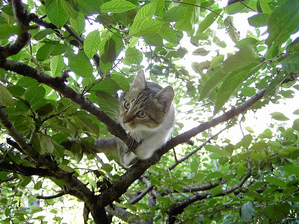 Kätzchen Klettert Auf Baum — Stockfoto