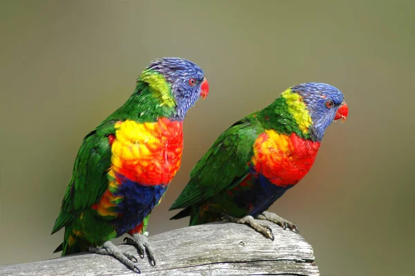 Lories Form Large Family Parrots Which Summarizes Species Very Colorful — Stock Photo, Image