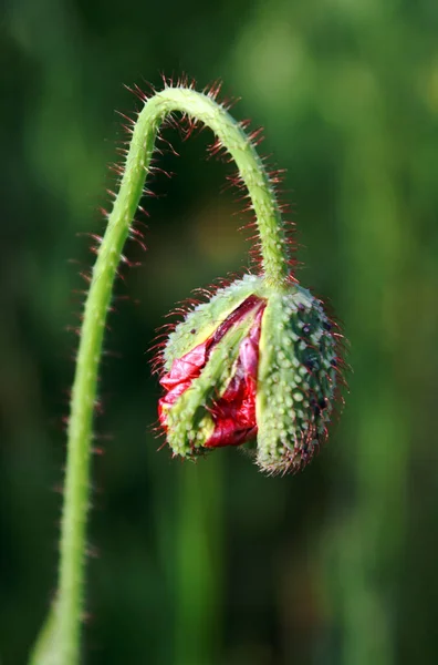 Close View Beautiful Wild Poppy Flowers — Stock Photo, Image