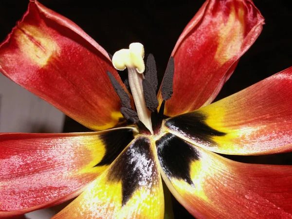 Tulips Flower Springtime Flora — Stock Photo, Image