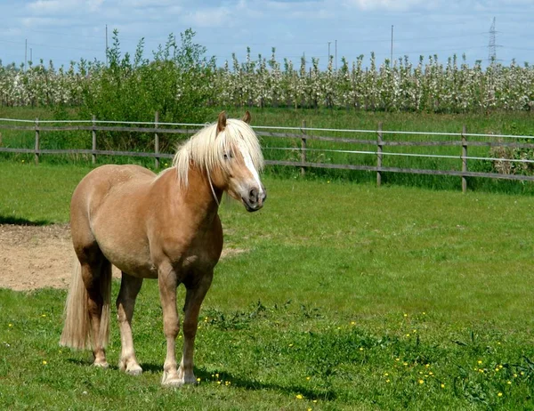 Haflinger Raza Caballo — Foto de Stock