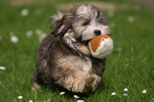 Potret Anjing Yang Lucu — Stok Foto