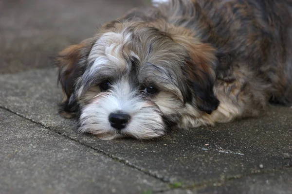 Ritratto Cane Carino — Foto Stock