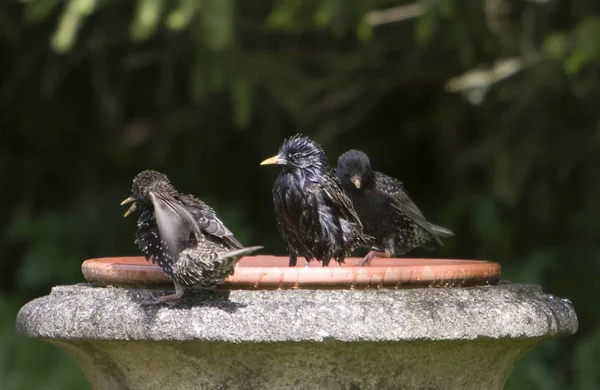 Schilderachtig Uitzicht Prachtige Vogel Natuur — Stockfoto