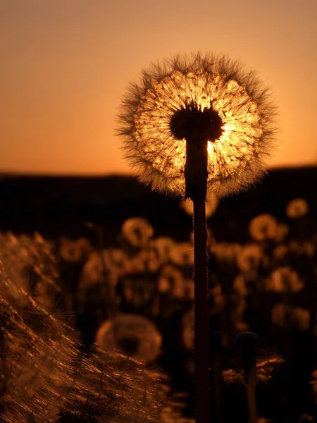 Taraxacum Ruderalia Flor Diente León — Foto de Stock