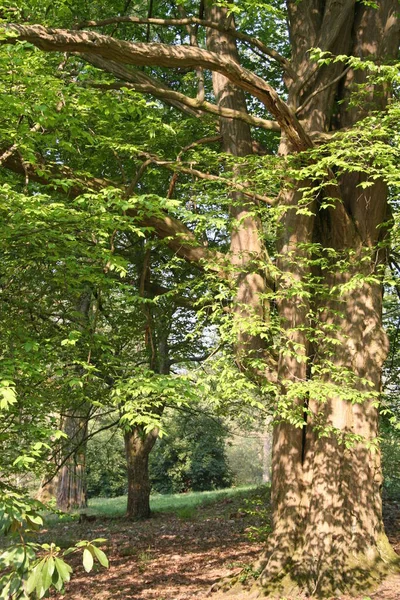 Scenic View Flora Wild Forest — Stock Photo, Image