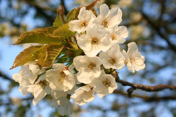 Flores Árvore Sakura Flora Primavera — Fotografia de Stock