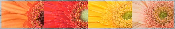 Цветочные Лепестки Герберы Цветущие — стоковое фото