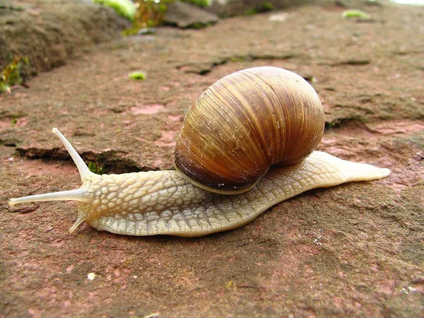 Hélice Molusco Caracol Concha Animal — Foto de Stock