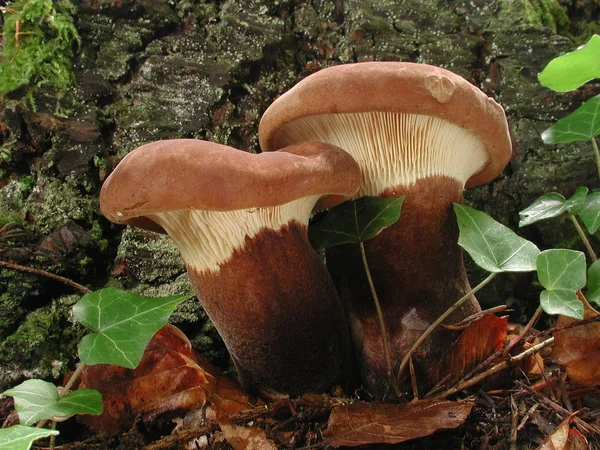 Culture Champignons Dans Forêt Fond Nature — Photo