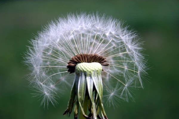 Mooi Botanisch Schot Natuurlijk Behang — Stockfoto